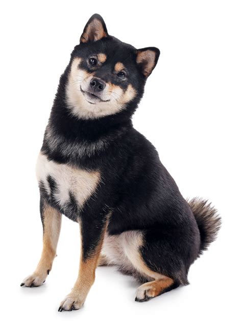 Black and tan shiba. Things To Know About Black and tan shiba. 